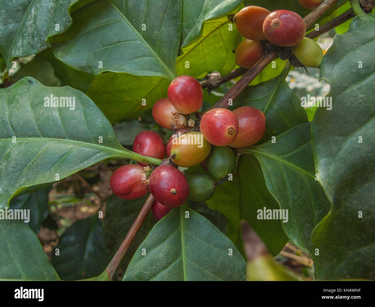 Foliage and berries / cherries of the Arabian Coffee plant / Coffea