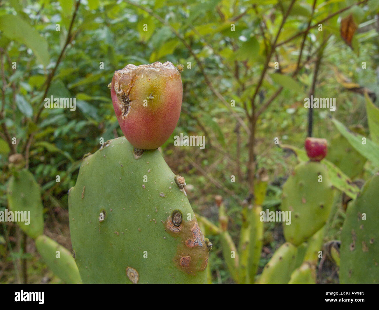 Variety of cactus-like Prickly Pear /Opuntia ficus-indica plant. Here the fruit is rather old, but when ripe and in a decent state they may be eaten. Stock Photo