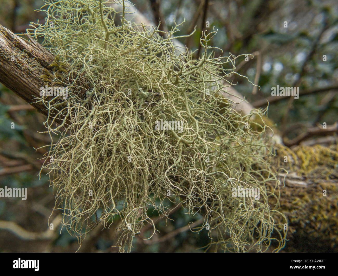 Some form of whispy green lichen thallus on a tree branch. Unidentified fruticose type of lichen. Perhaps a Ramalina or Usnea species. Stock Photo