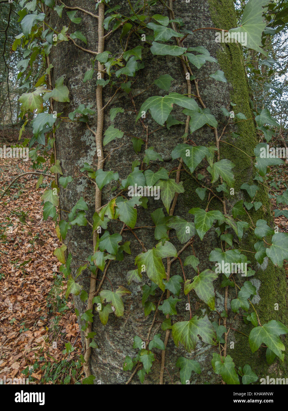 Vines of Common Ivy / Hedera helix smothering the trunk of a host tree. Hedera helix hanging, climbing plants, hedera helix on tree, creeping ivy. Stock Photo