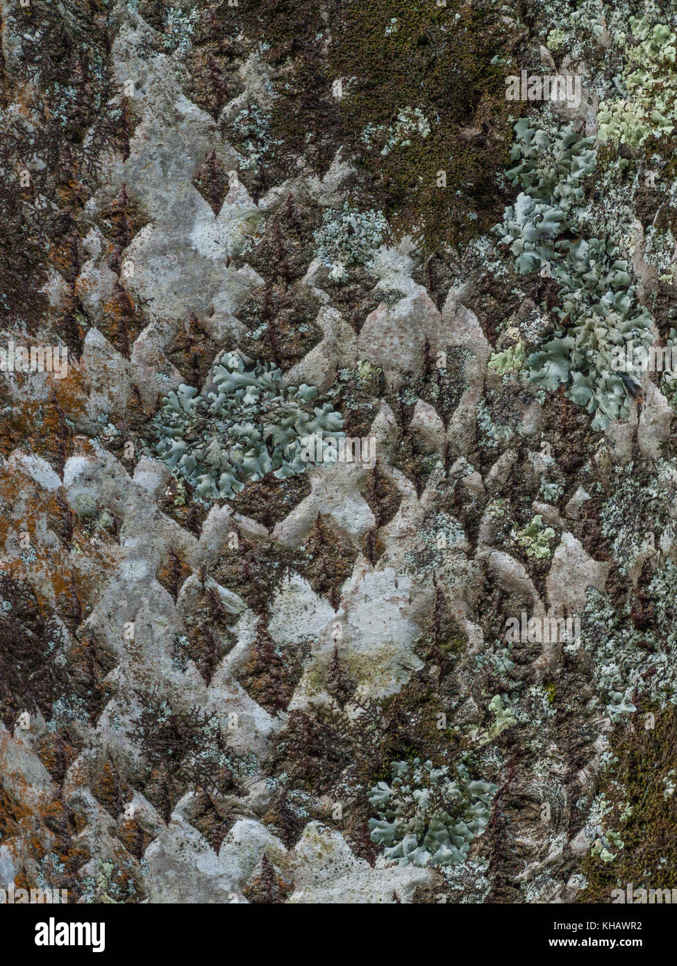 Winter close-up White Poplar / Populus alba or possibly Grey Poplar / P. canescens, bark with diamond-shaped pores. Bark texture, bark close up. Stock Photo