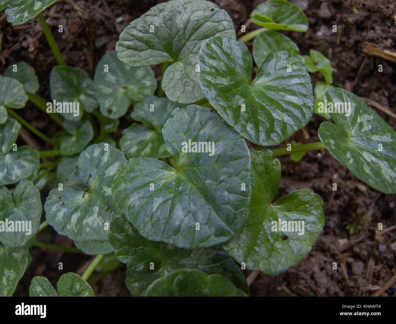 Leaves of Lesser Celandine / Ranunculus ficaria / Ficaria verna. Root bulb shape gave rise to name of Figwort. Stock Photo