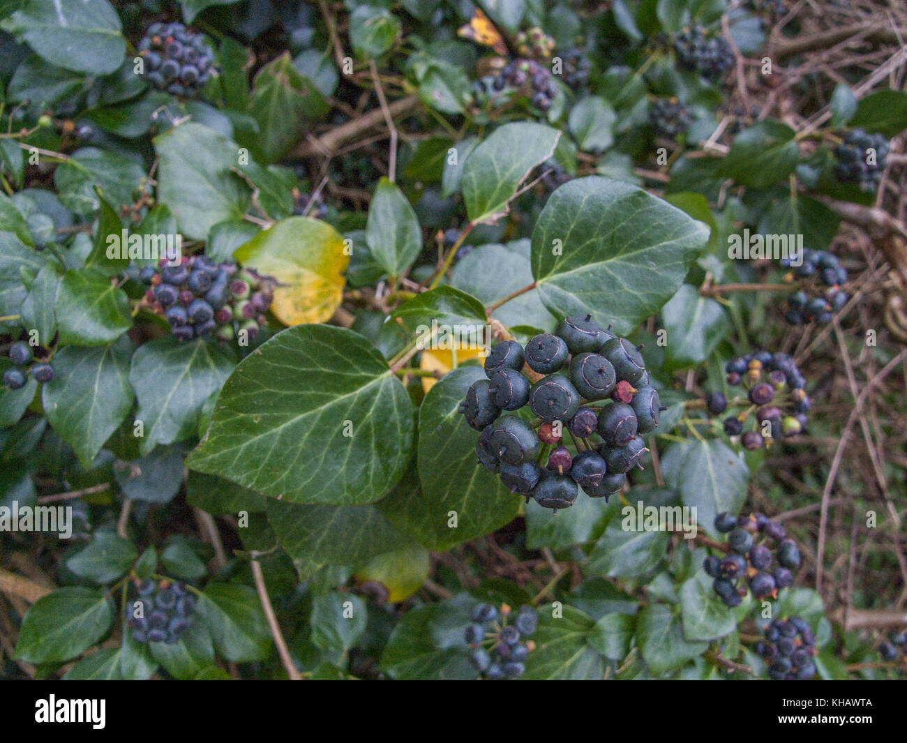 Close-up image of purple-black berries of Common Ivy / Hedera helix. Stock Photo