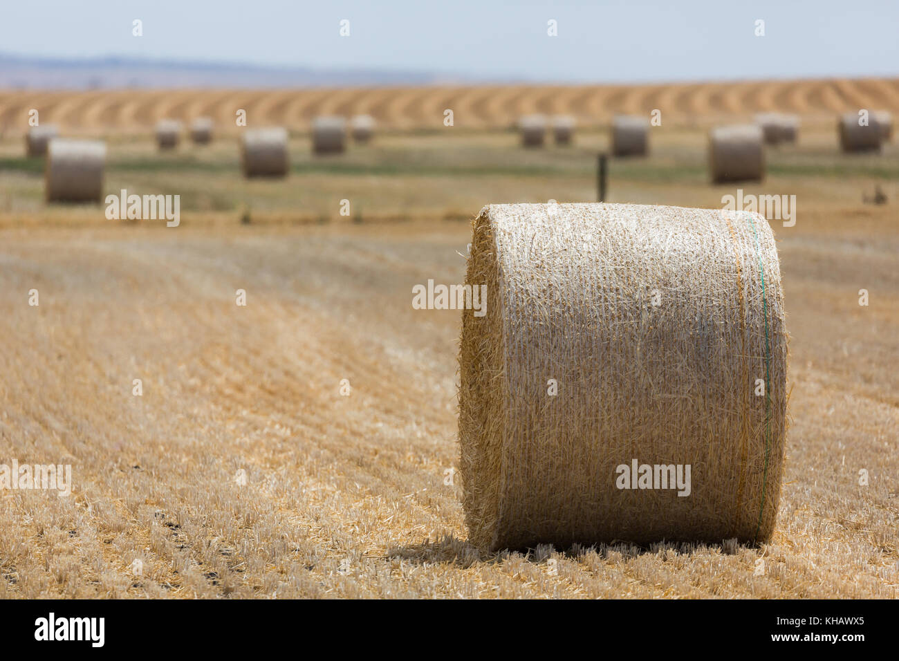 Hay bales in country South Australia Stock Photo