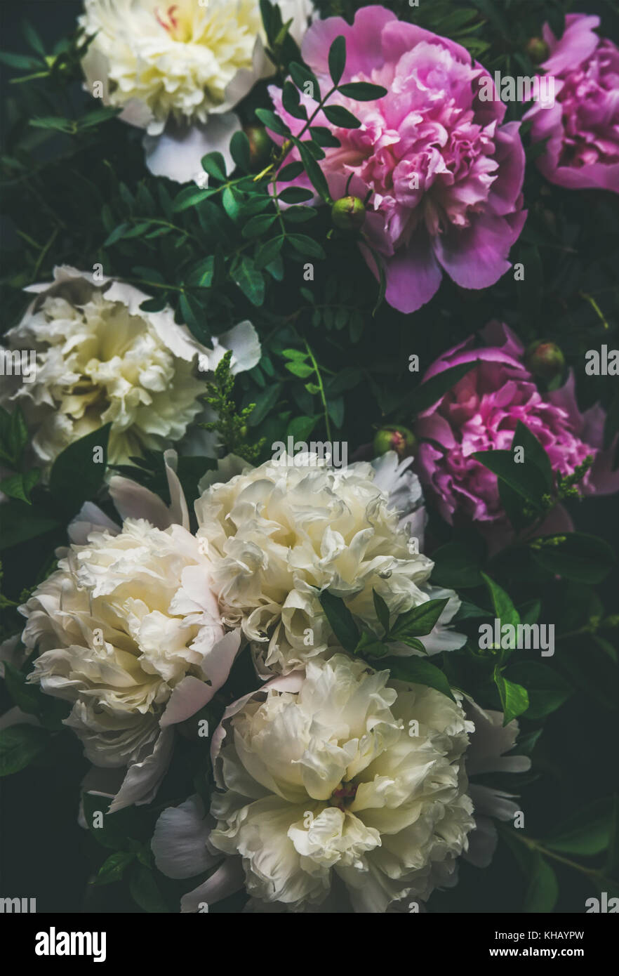 white and pink peony flowers over dark background top view KHAYPW