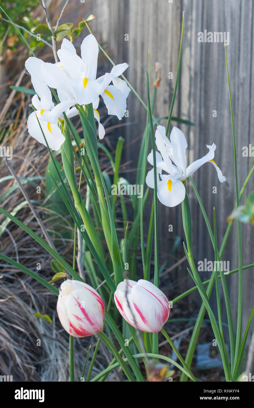 White iris flowers and red and white tulips bursting into full flower along the fence in a home garden during spring time Stock Photo