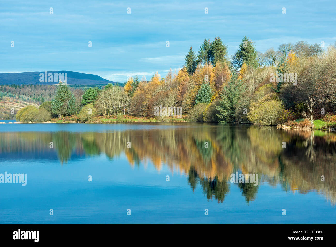 Trees reflected in the calm and still waters of the Llwyn Onn Reservoir in the Brecon Beacons National Park on a cold and bright November morning, sou Stock Photo