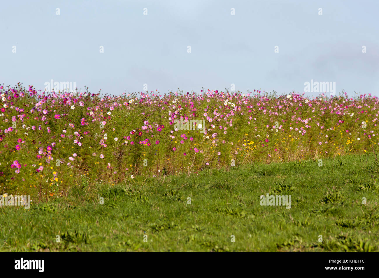 Beautiful wild flower Stock Photo - Alamy