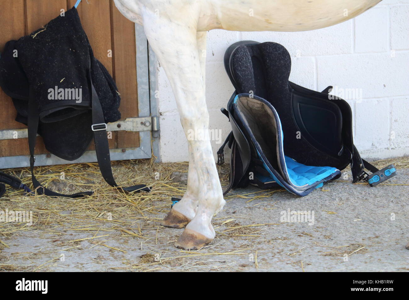 horse in brushing preparation with saddle and equipment next to Stock