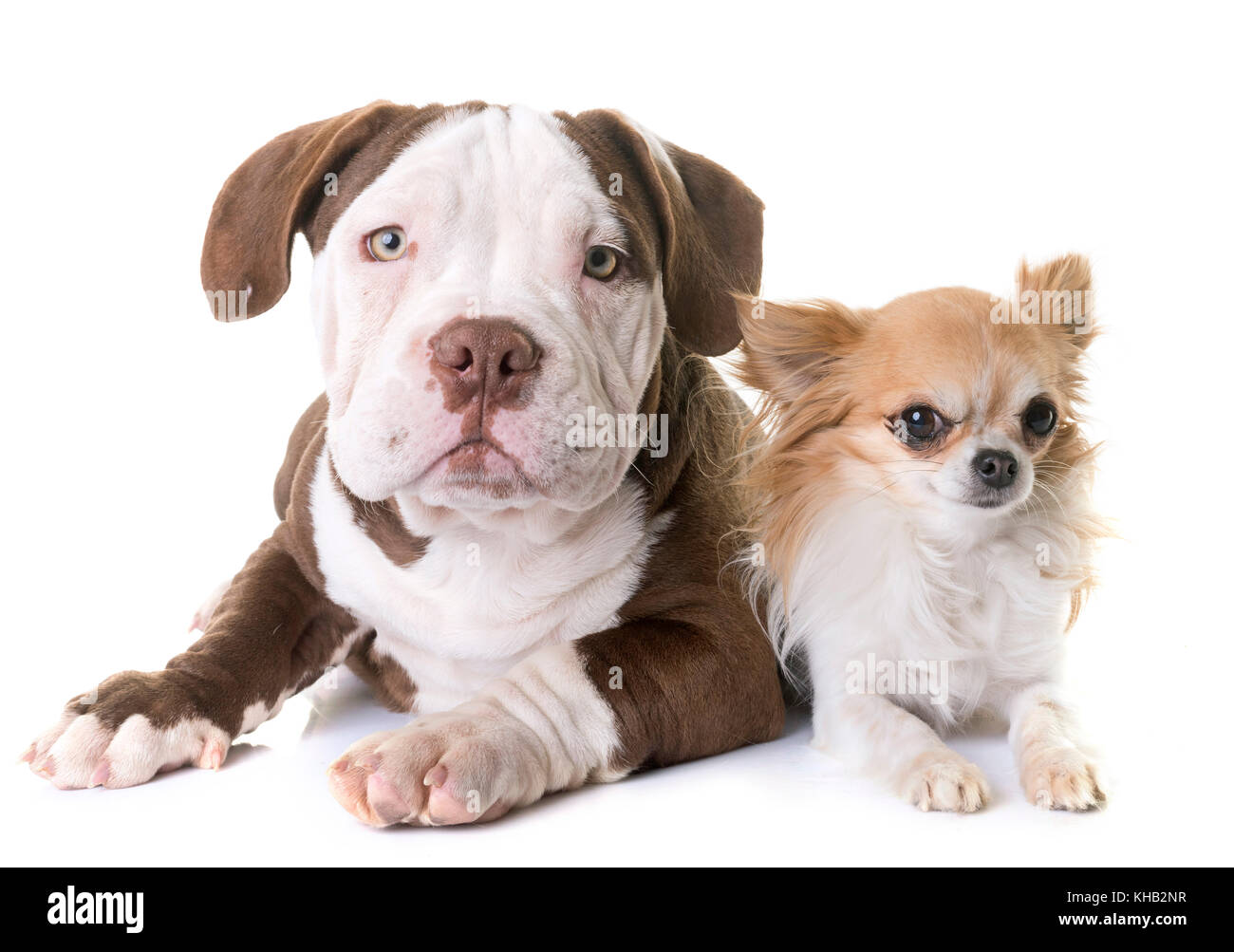 puppy american bully and chihuahua in front of white background Stock ...