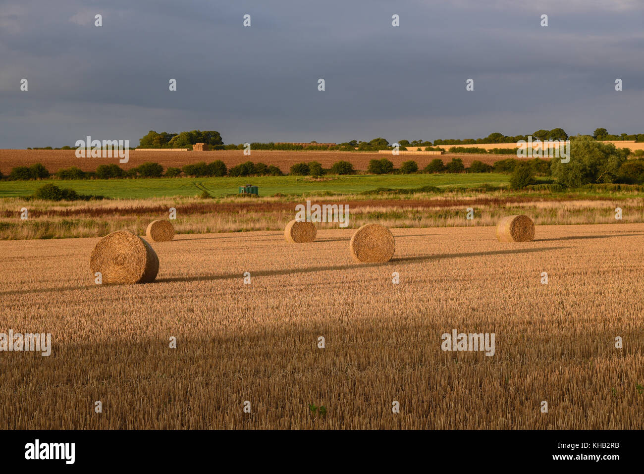 Crop field with straw hay bales in the early evening sunshine at sunset ...