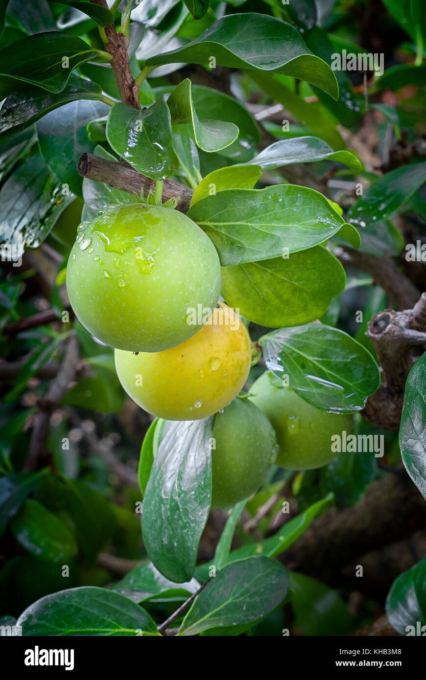 Kei apple (Dovyalis caffra), umkokola. clouse up tropical fruit Stock Photo