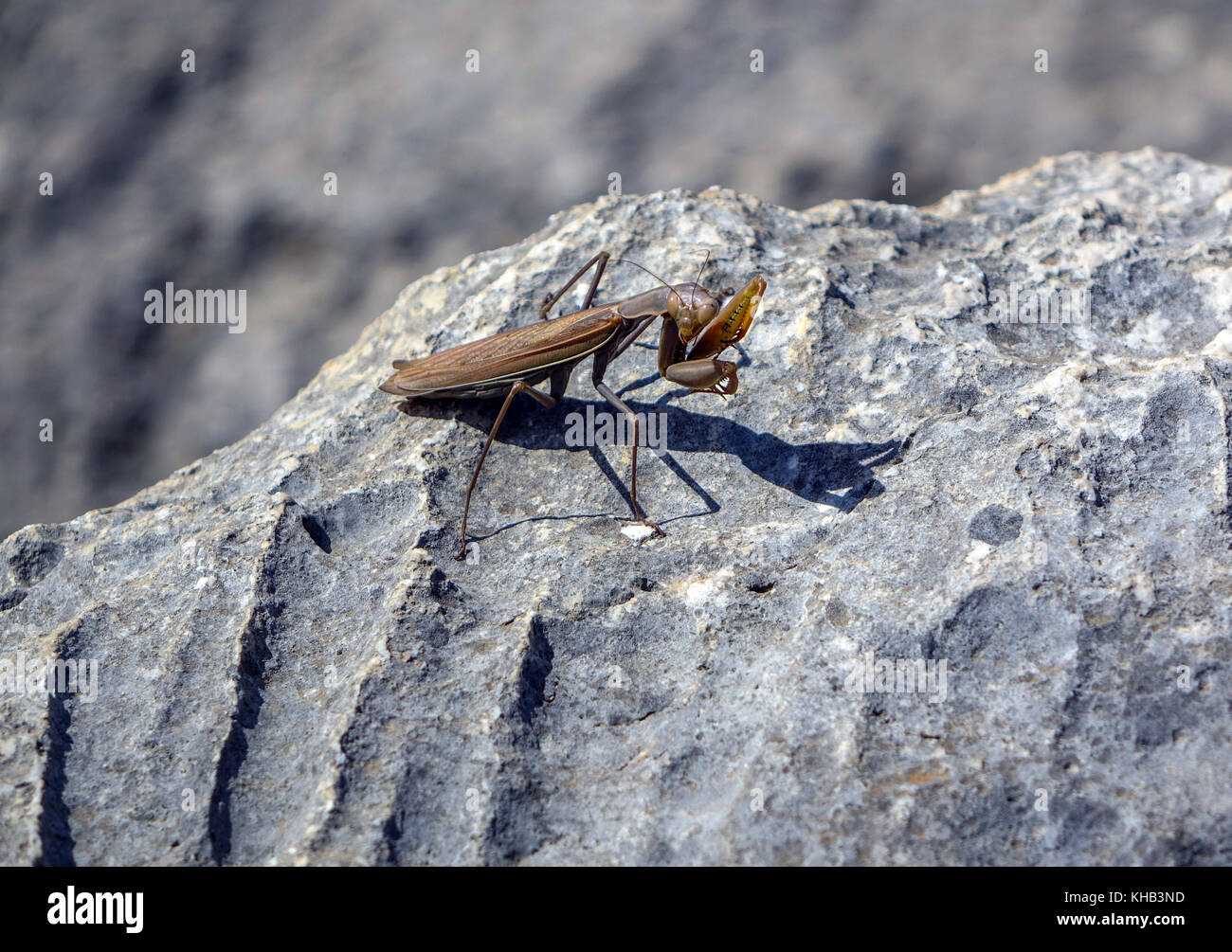 Large brown preying mantis on grey limestone rock Stock Photo