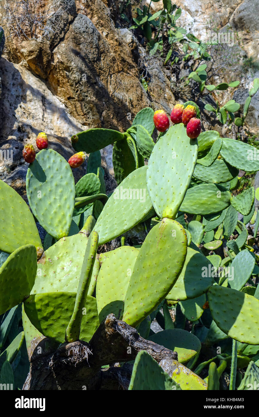 Prickly Pear cactus with red fruit, Nafplio, Greece Stock Photo Alamy