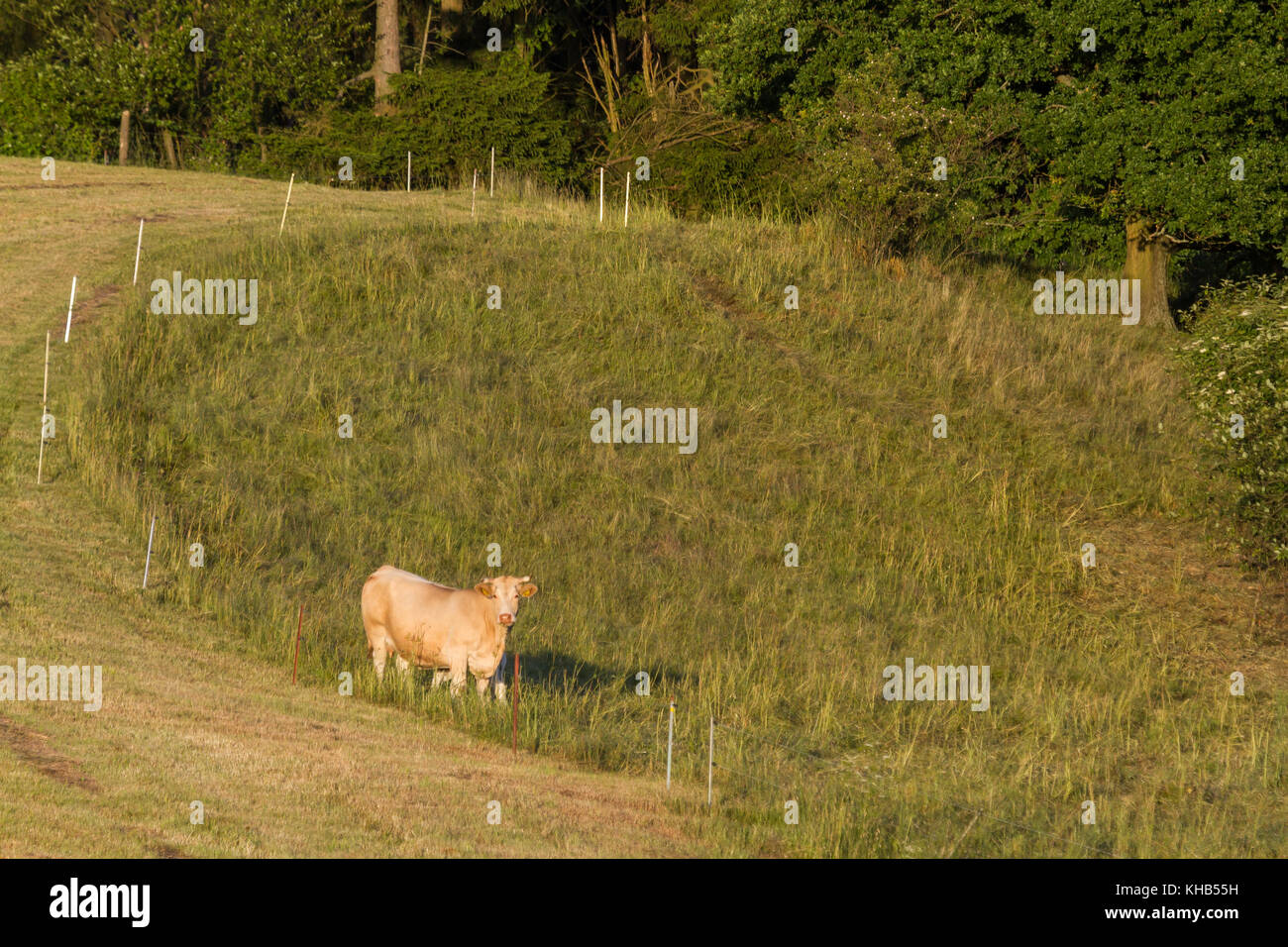 Kuhherde auf der Weide Stock Photo
