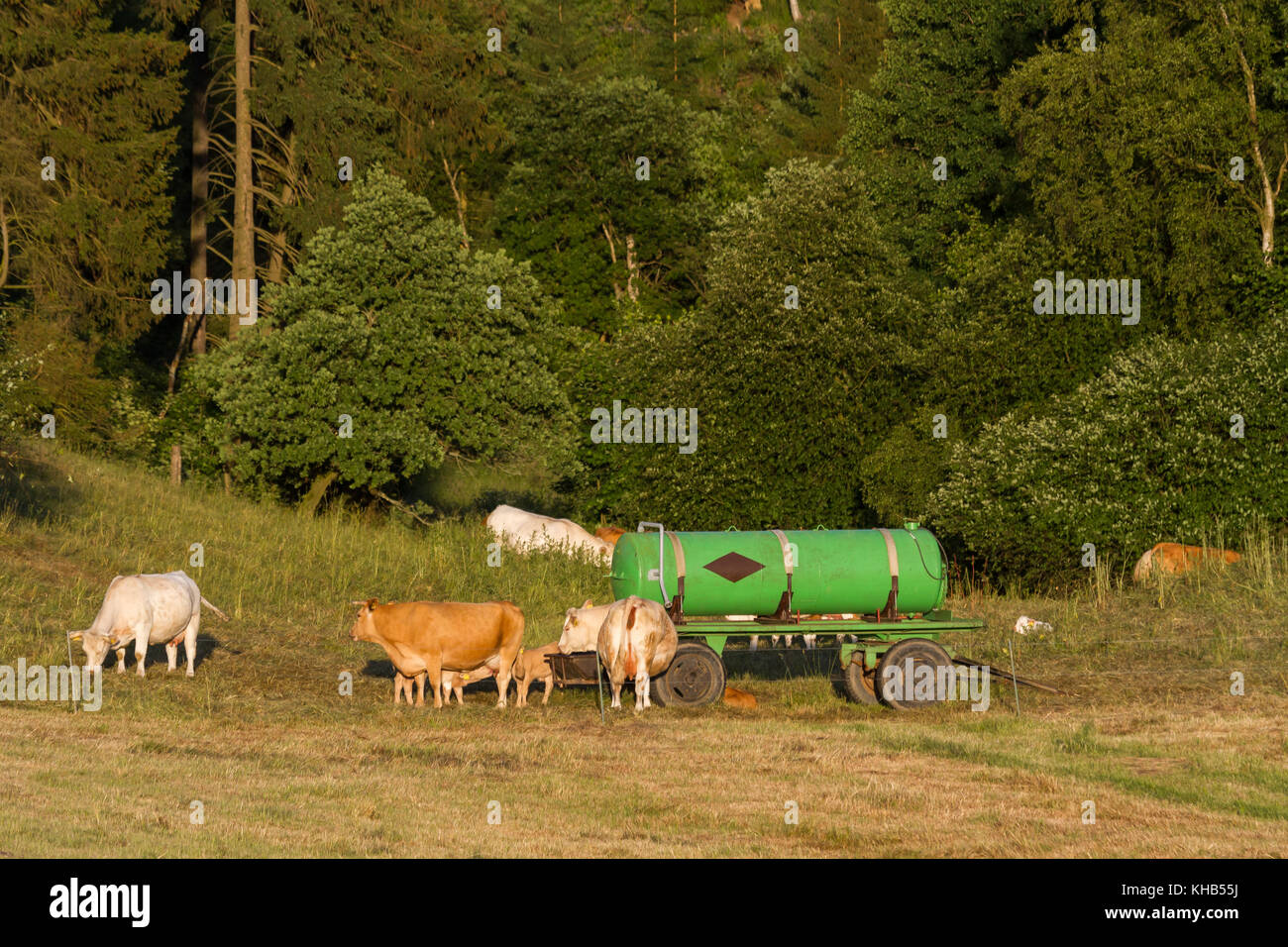Kuhherde auf der Weide Stock Photo