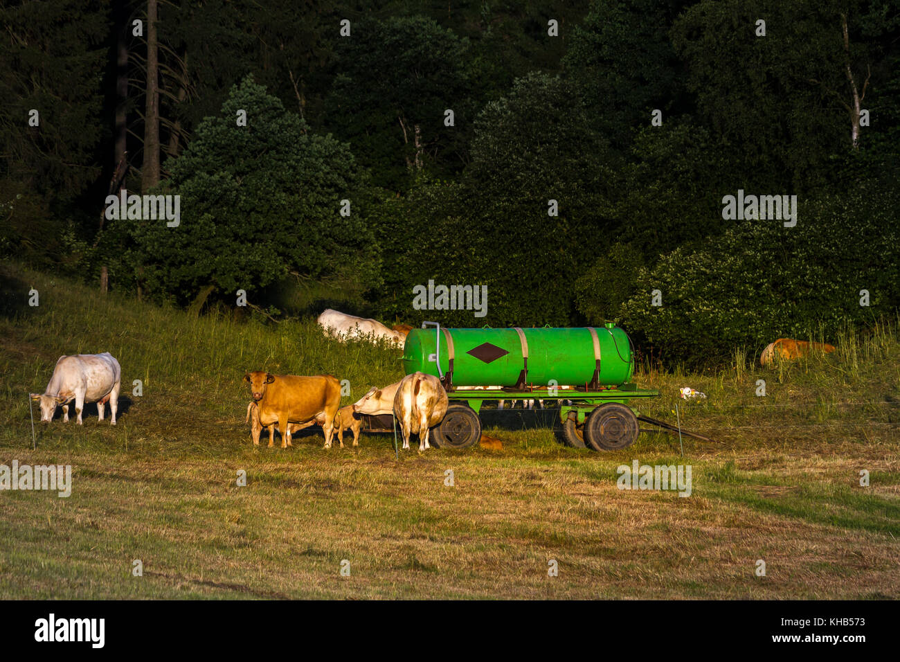 Kuhherde auf der Weide Stock Photo