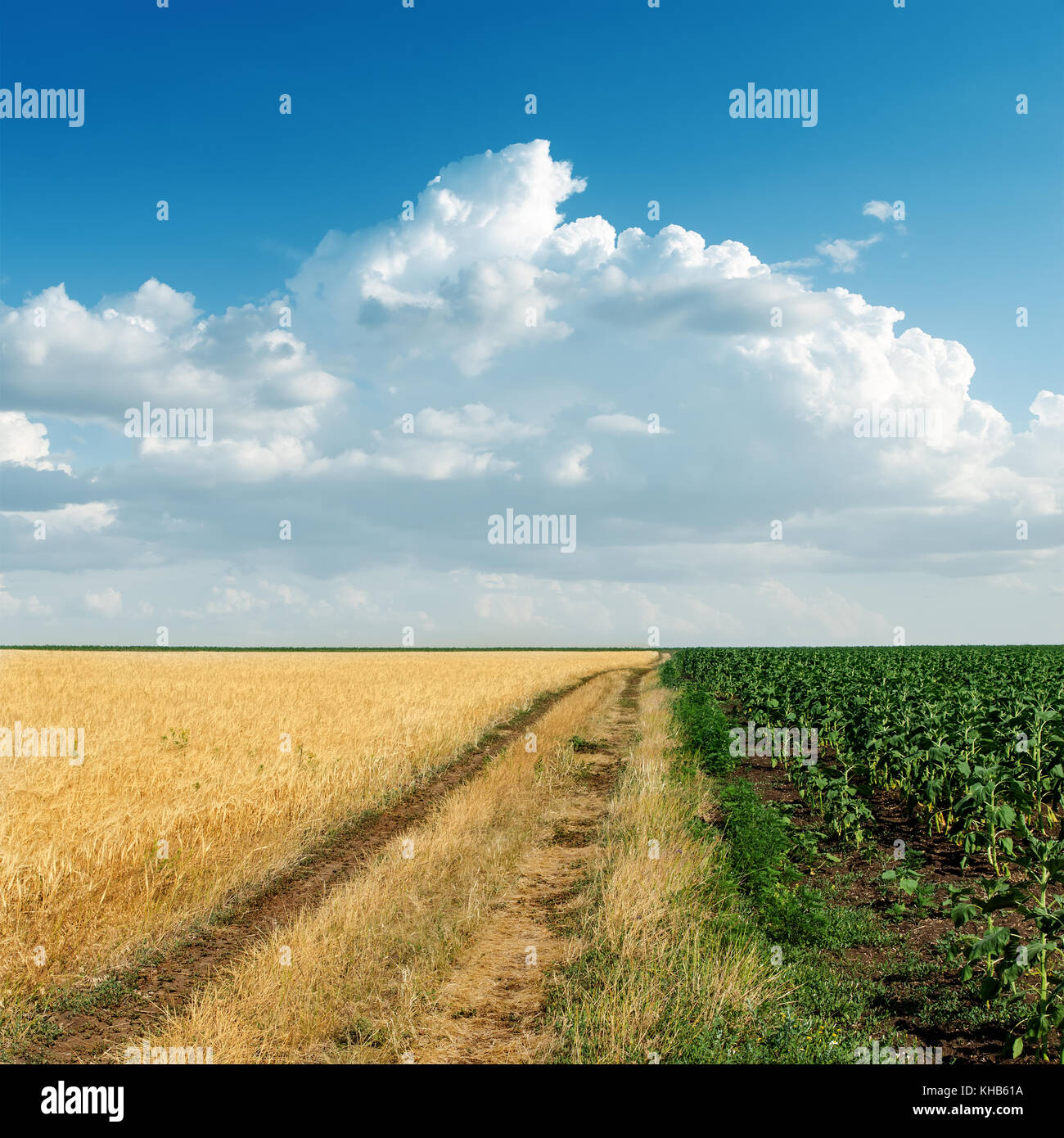 two agricultural fields and cloudy sky Stock Photo - Alamy