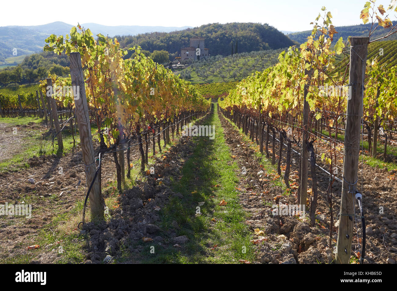 Vineyards of the Castello di Albola estate in the Chianti region, Tuscany, Italy. Stock Photo