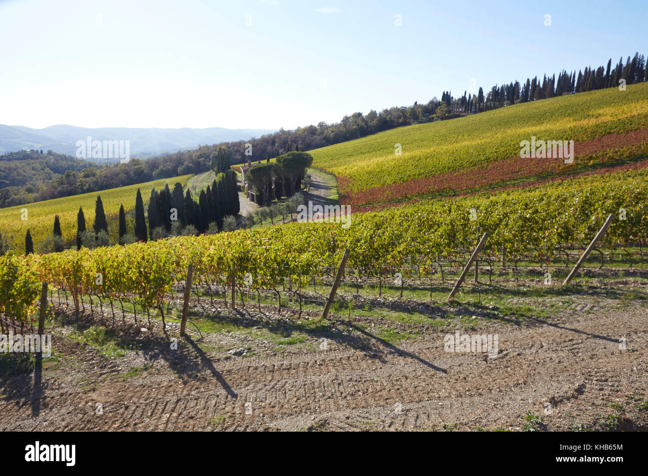 Vineyards of the Castello di Albola estate in the Chianti region, Tuscany, Italy. Stock Photo