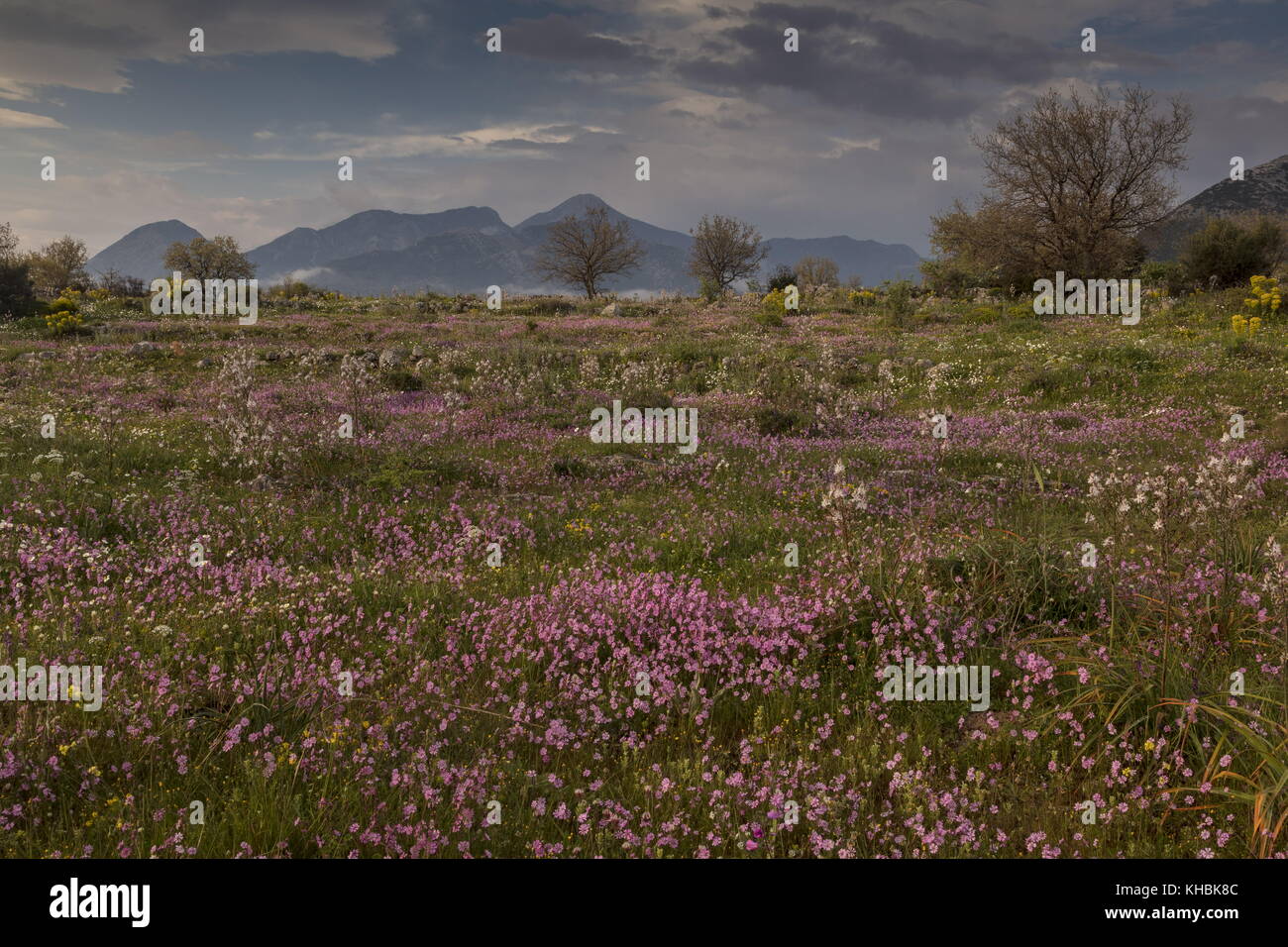 Spectacular limestone landscape in spring, dominated by Pink Catchfly, Mani Peninsula,  Peloponnese, Greece. Stock Photo