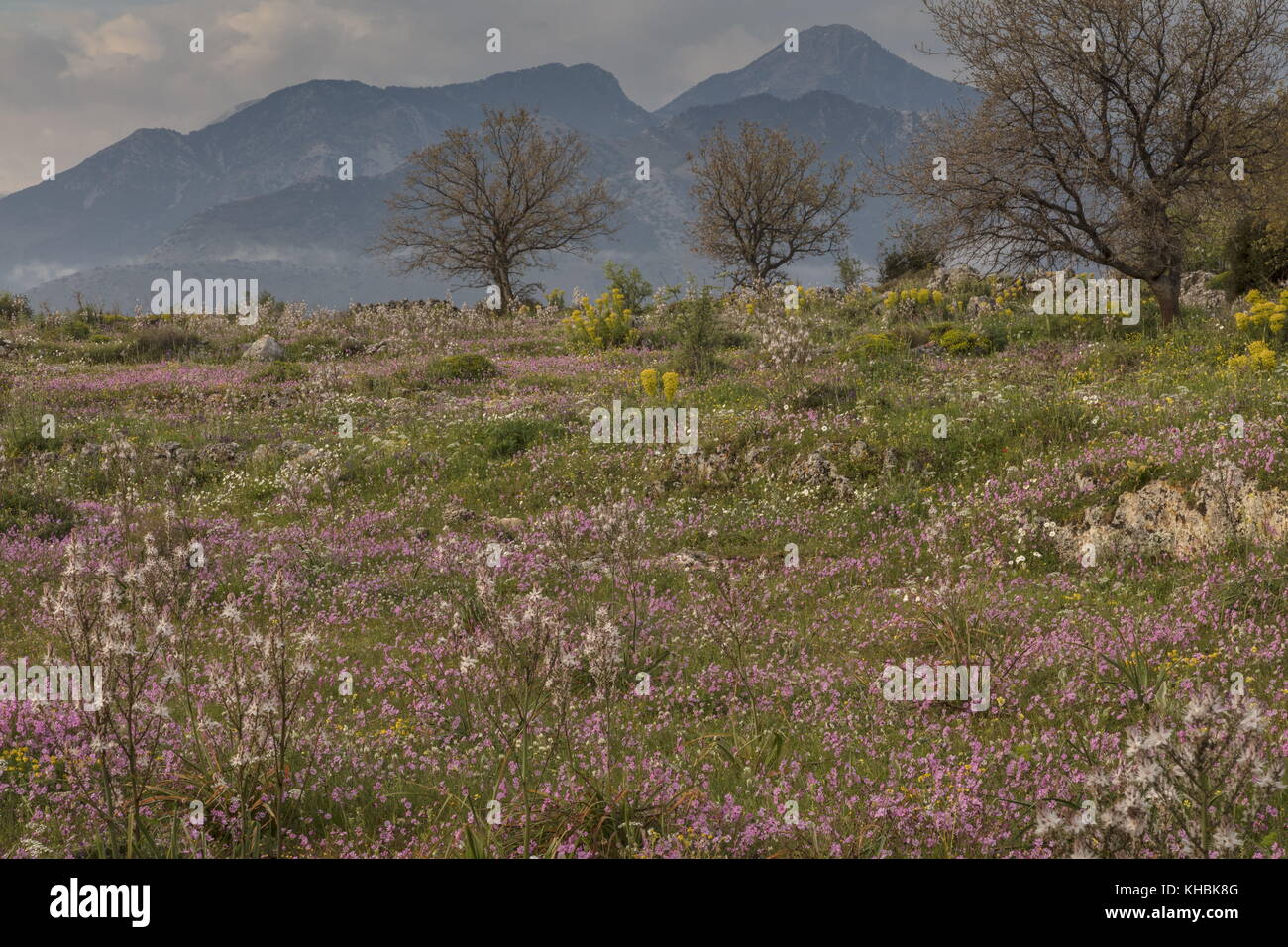 Spectacular limestone landscape in spring, dominated by Pink Catchfly, Mani Peninsula,  Peloponnese, Greece. Stock Photo