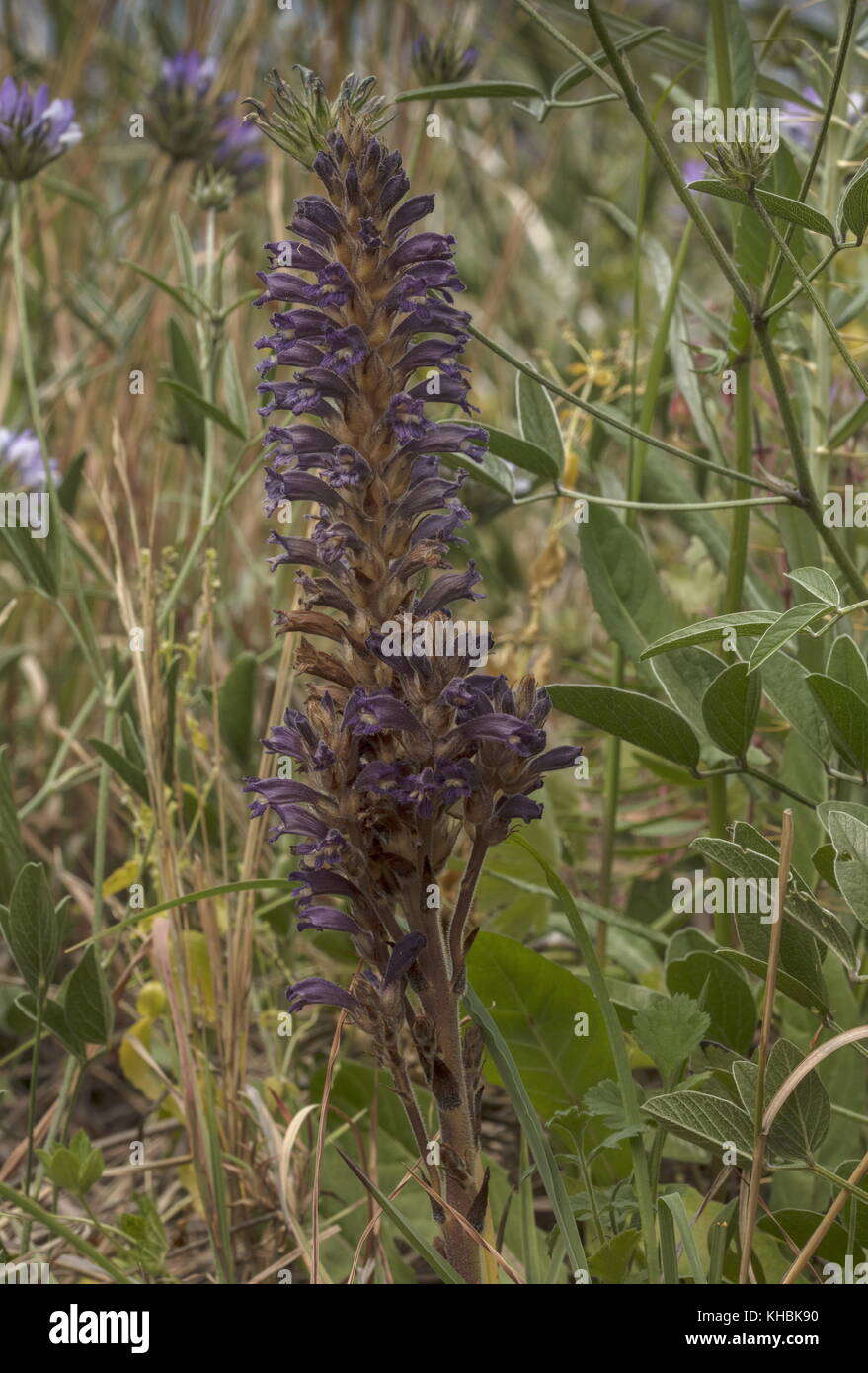 Lavender Bromrape, Orobanche lavandulacea, parasitic on pitch trefoil;  Peloponnese, Greece. Stock Photo