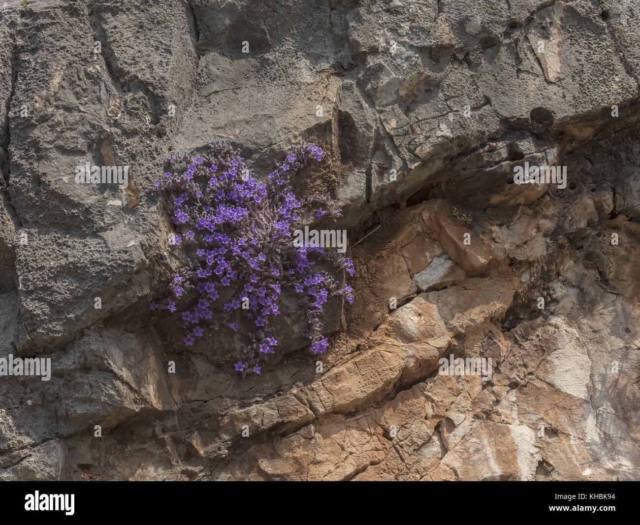 An endemic rock bellflower, Campanula topoliana, Peloponnese, Greece. Stock Photo