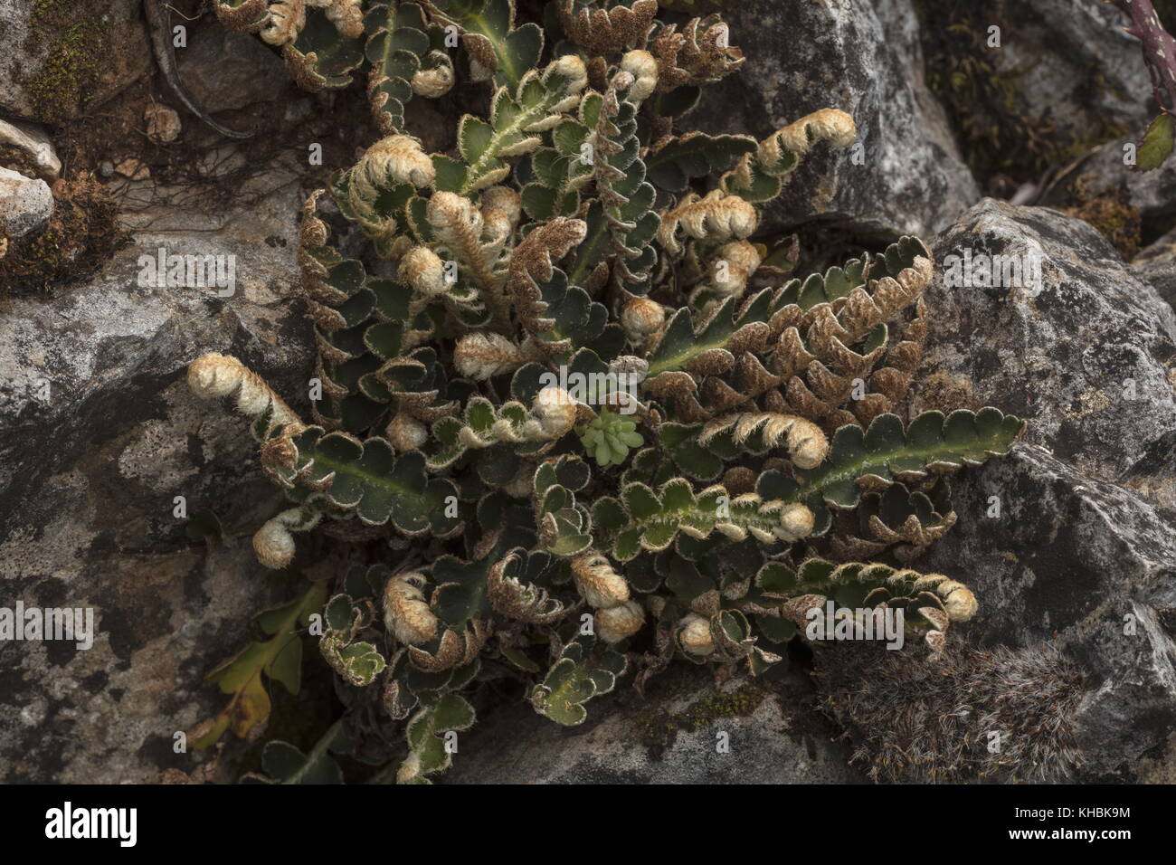 Rustyback fern, Asplenium ceterach, on old limestone wall. Stock Photo