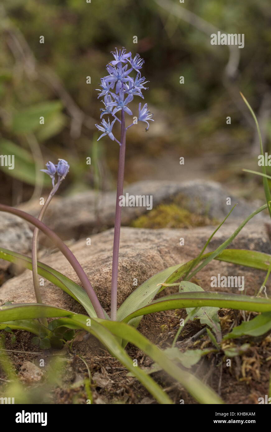 An endemic squill, Messenian Squill, Scilla messeniaca, Peloponnese, Greece. Stock Photo