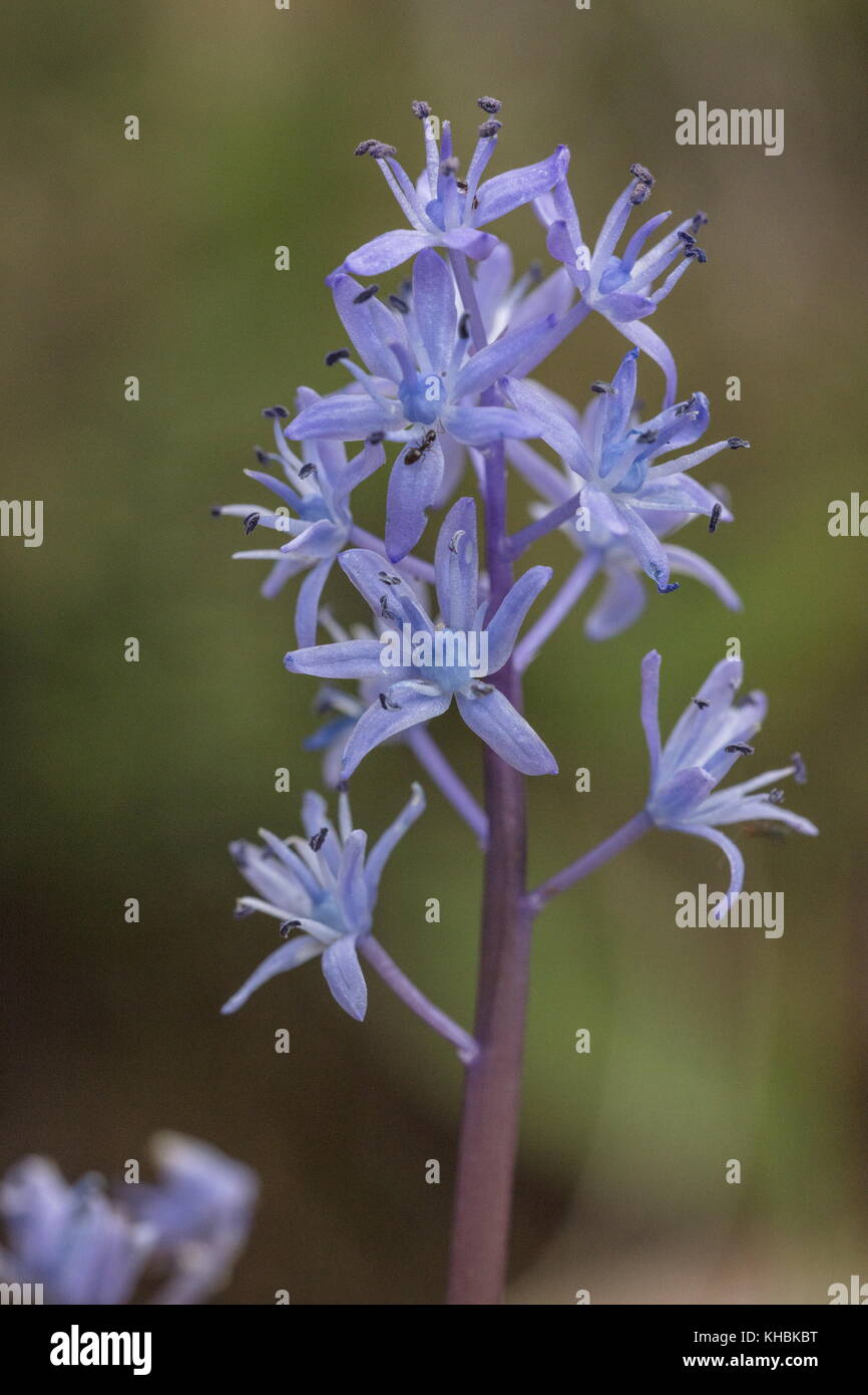 An endemic squill, Messenian Squill, Scilla messeniaca, Peloponnese, Greece. Stock Photo