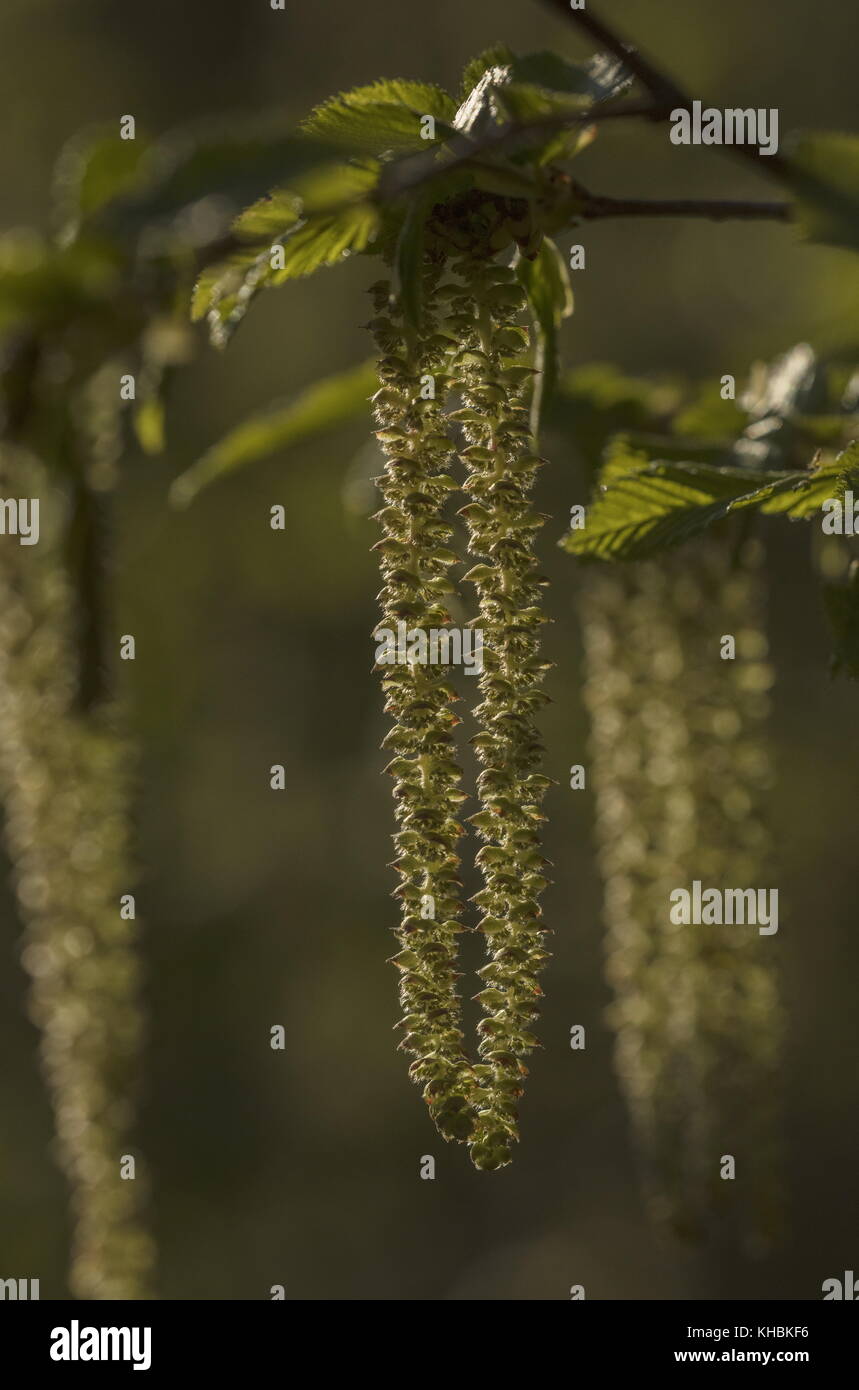 Catkins of hop-hornbeam, Ostrya carpinifolia, in spring; Greece. Stock Photo