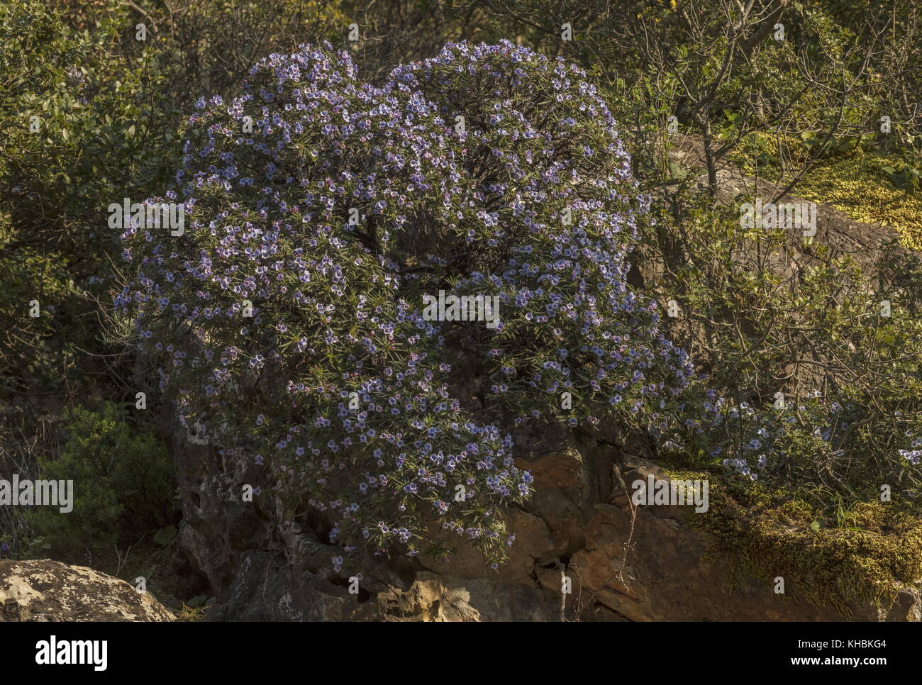 A rare endemic shrubby Gromwell, Lithodora zahnii on limestone cliff, Mani peninsula, Peloponnese, Greece. Stock Photo