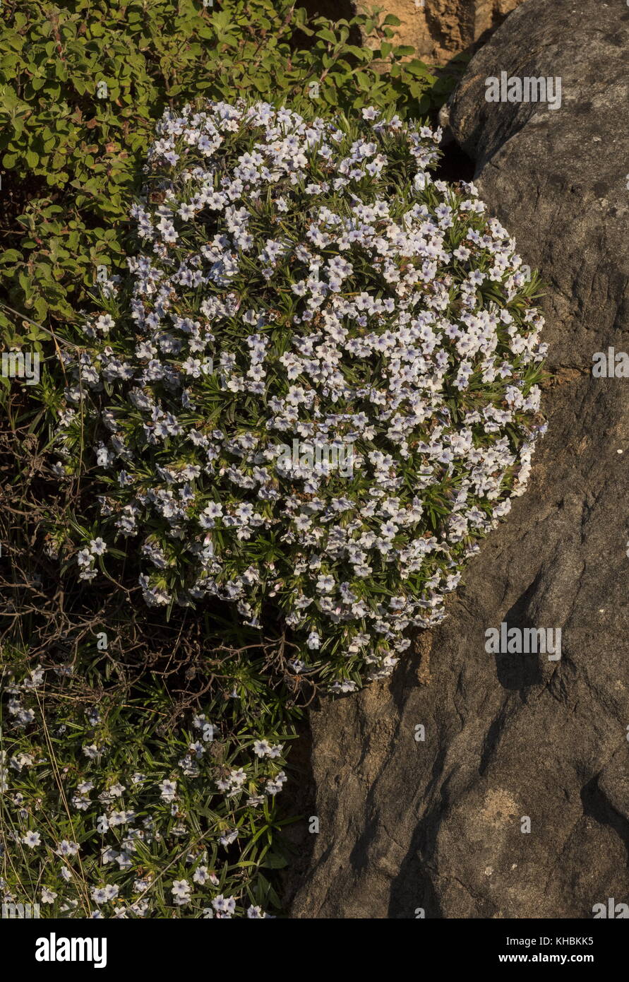 A rare endemic shrubby Gromwell, Lithodora zahnii on limestone cliff, Mani peninsula, Peloponnese, Greece. Stock Photo