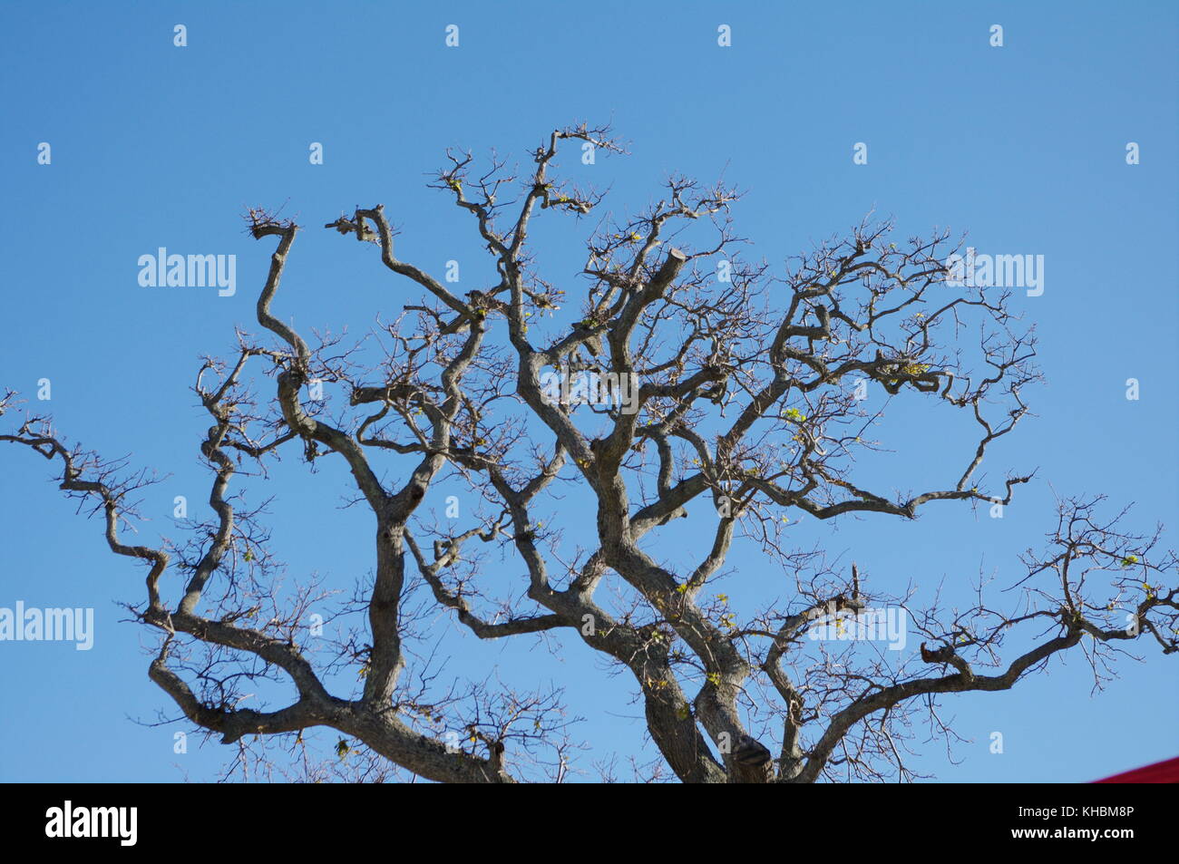 Tree and branches silhouetted against blue sky Stock Photo