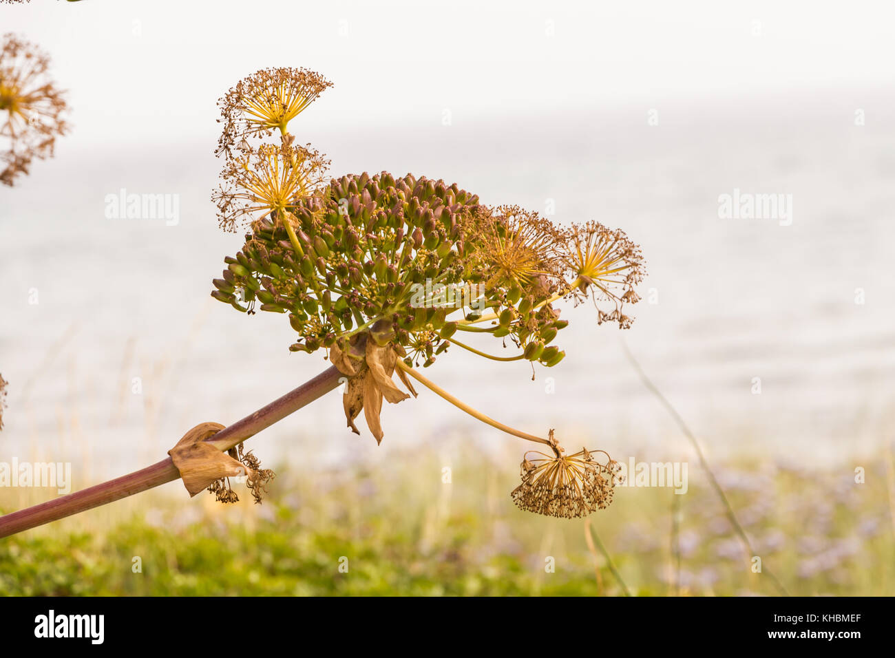 Giant fennel closeup background. Stock Photo