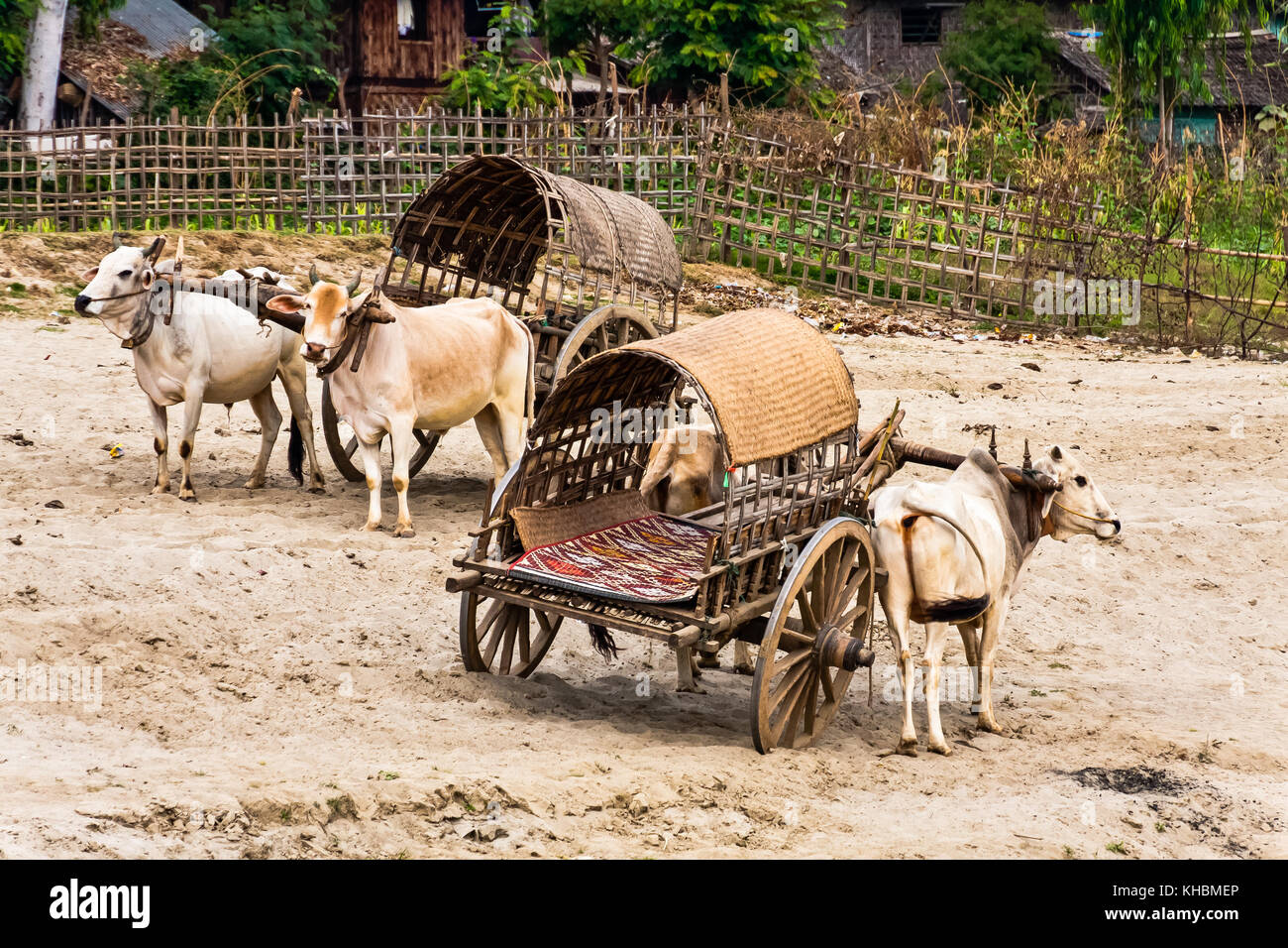 Mingun zebu "taxi", Mandalay, Myanmar Stock Photo