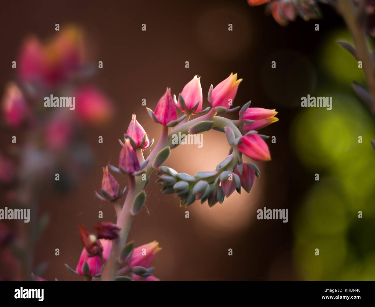 Echeveria flowers Stock Photo