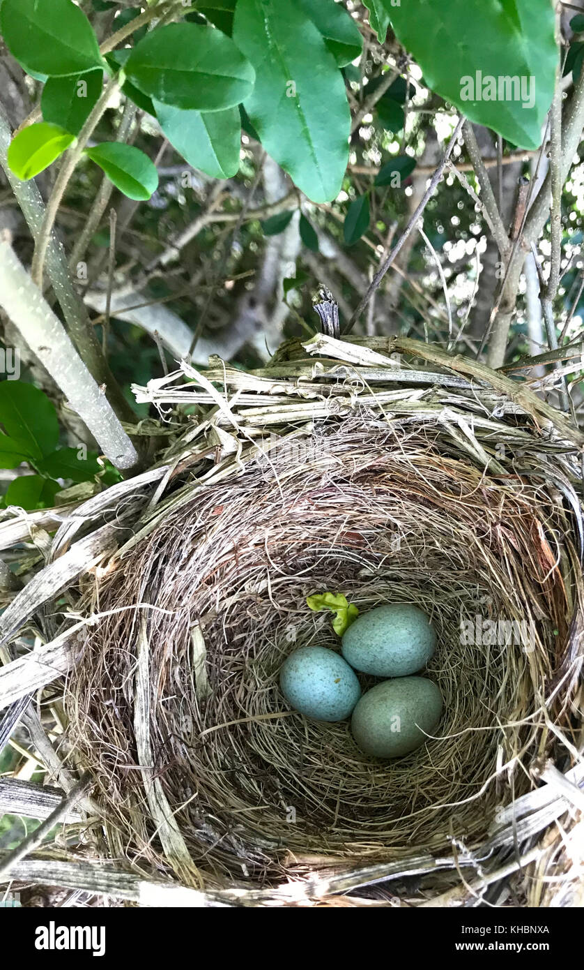 Blue Bird Eggs Hi Res Stock Photography And Images Alamy