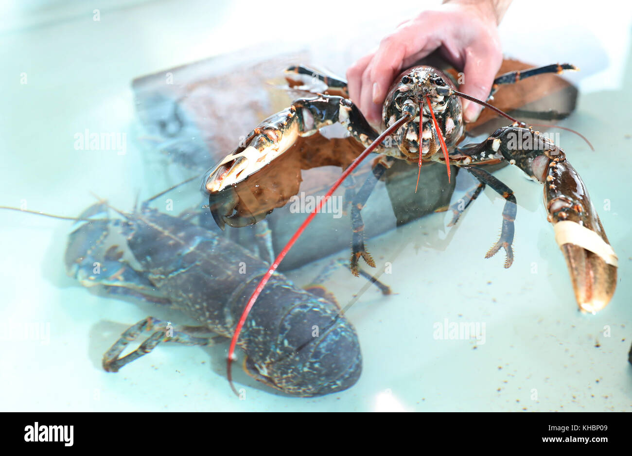 A lobster at Northumberland Seafood Centre and Hatchery in Amble, Morpeth  Stock Photo - Alamy