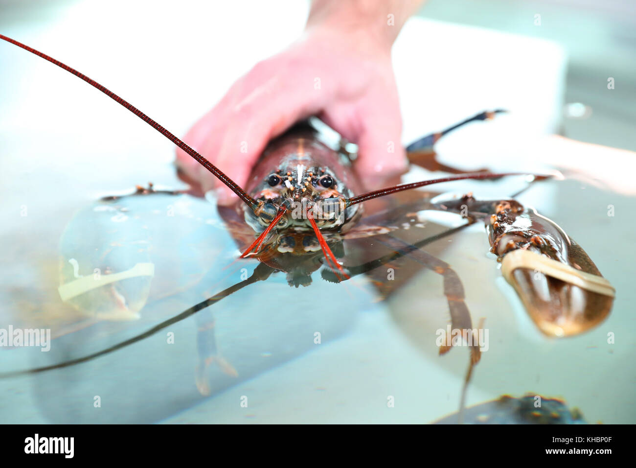 A lobster at Northumberland Seafood Centre and Hatchery in Amble, Morpeth  Stock Photo - Alamy