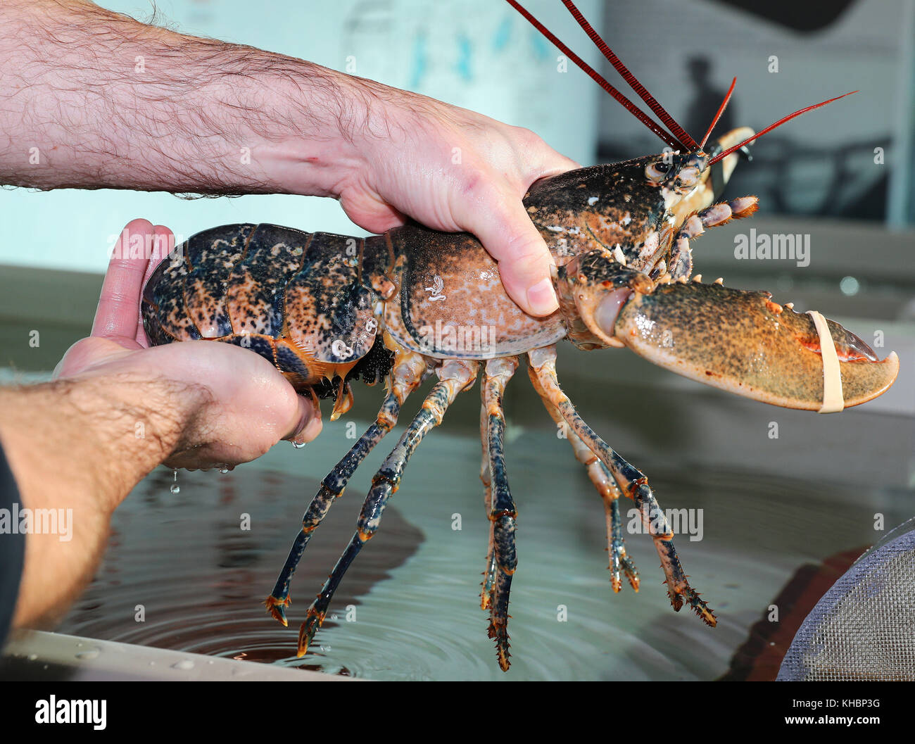 A female lobster carrying eggs under her body at Northumberland Seafood Centre and Hatchery in Amble, Morpeth, they can carry 20,000 eggs under their body but only one may may survive to adulthood. Stock Photo