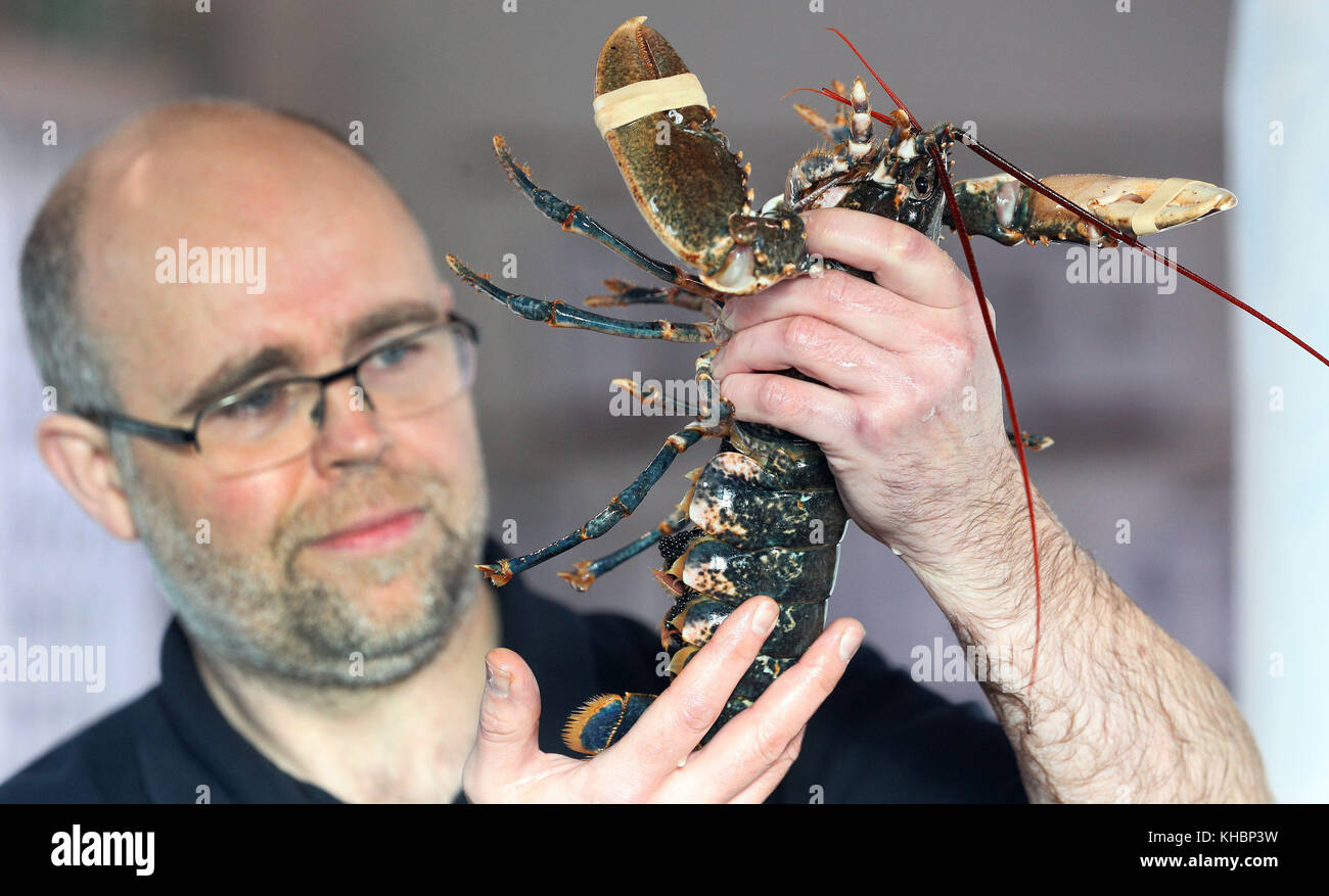Andrew Godding holding a female lobster carrying eggs under her body at