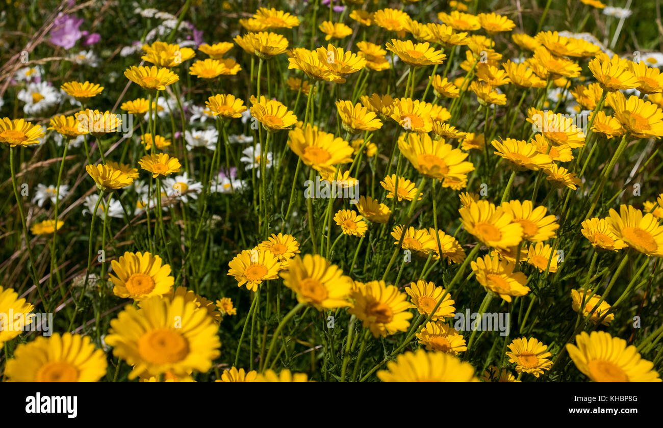 Daisies in a summer flower field in southern Sweden Stock Photo Alamy