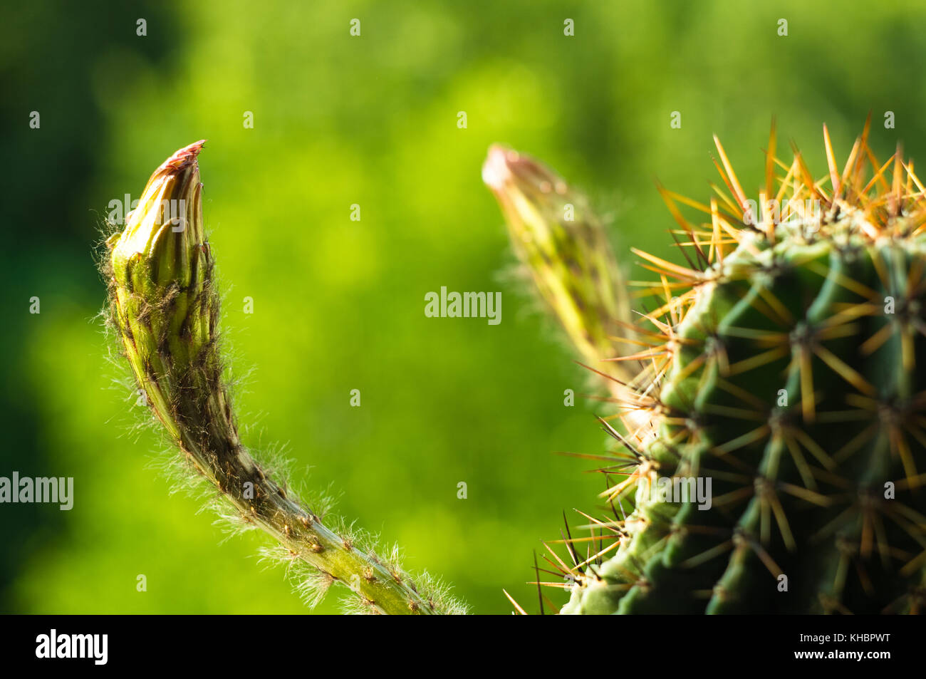 Cactus echinopsis tubiflora, selective focus, close up Stock Photo