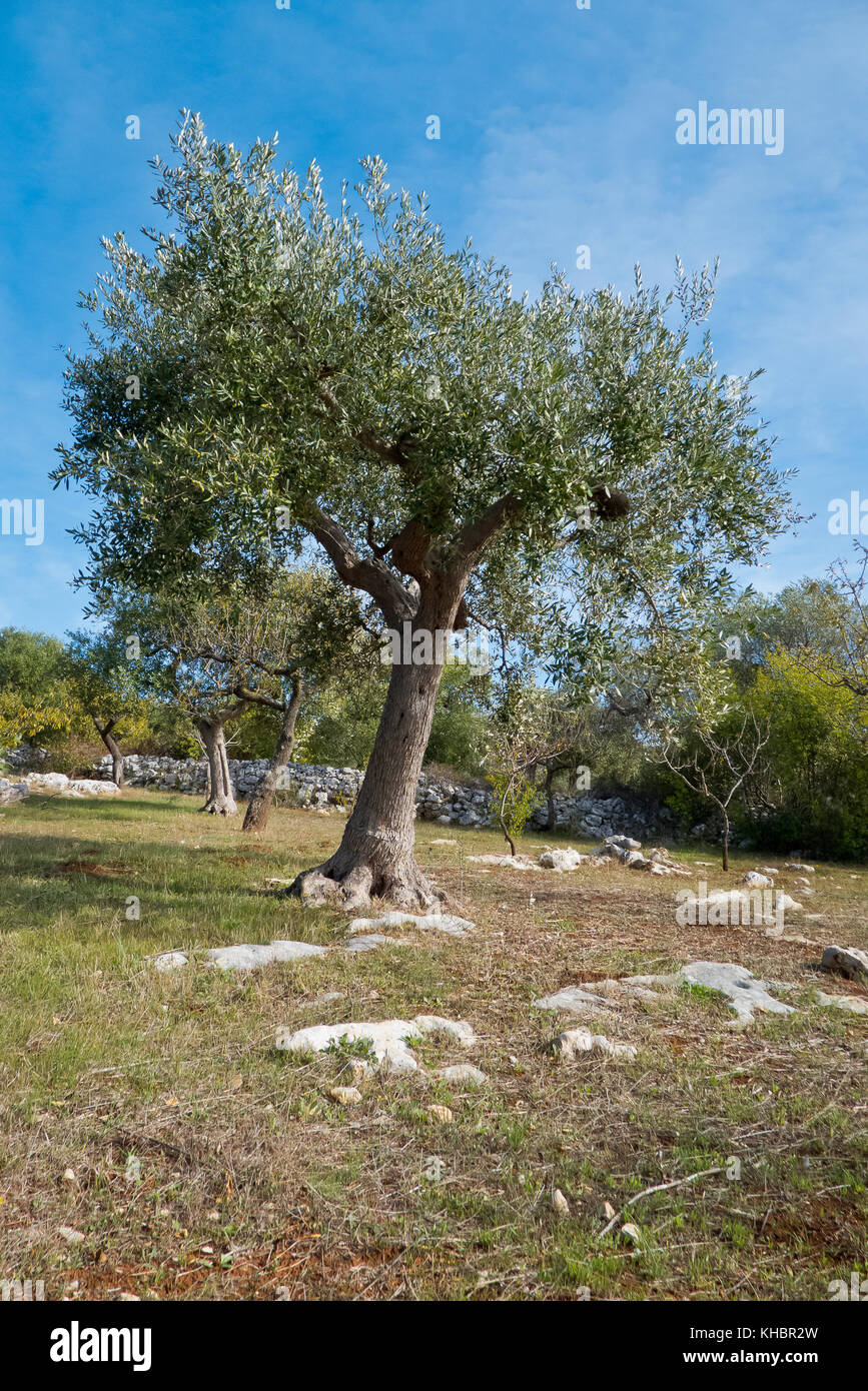 Olive trees in autumn in Puglia land. Stock Photo