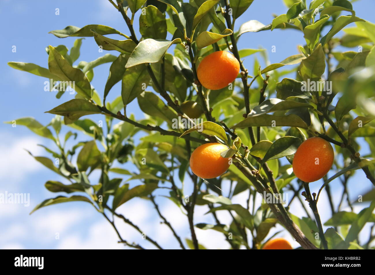 Cunquat fruits on the tree Stock Photo - Alamy