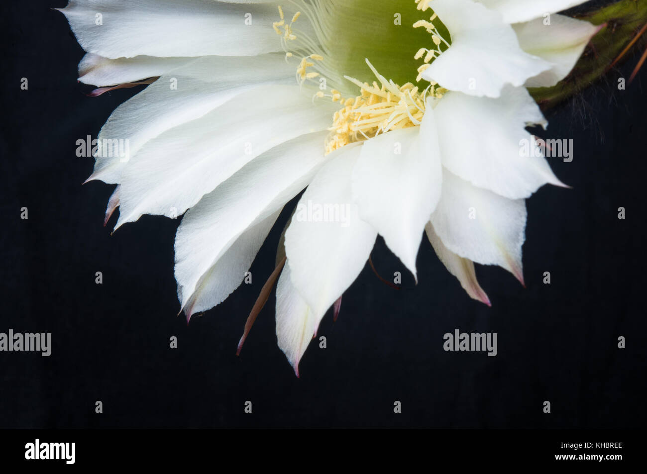 Cactus flowers echinopsis tubiflora, selective focus, black background Stock Photo