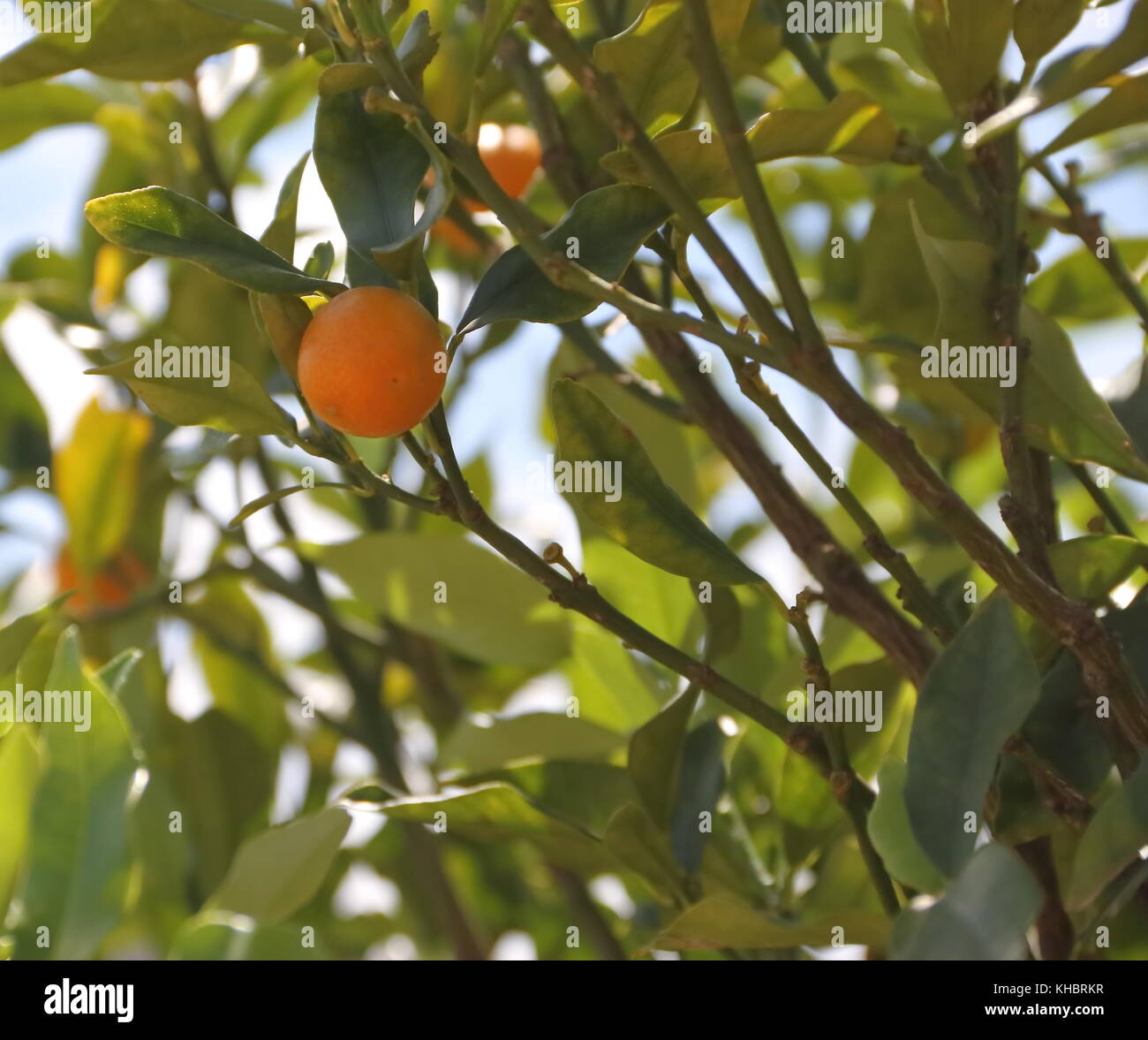 Cunquat fruits on the tree Stock Photo - Alamy