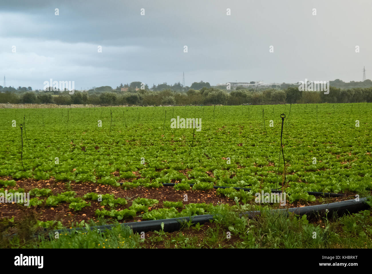 Agricultural field with salad seedlings growing in Apulia autumn. Stock Photo